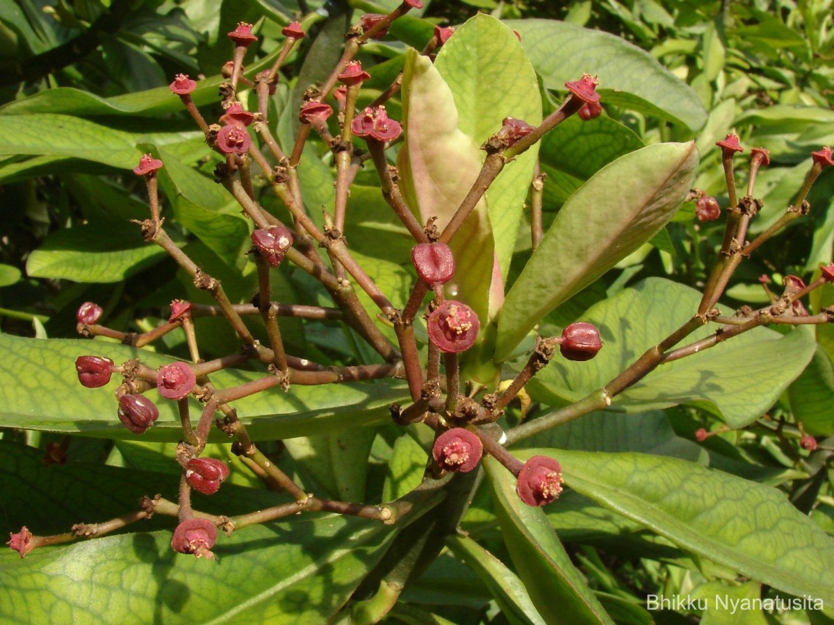 Euphorbia umbellata (Pax) Bruyns